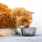 How to help your senior cat with a balanced, tailored diet