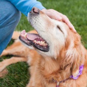 Canine arthritis in Surrey – age, causes, symptoms and treatment
