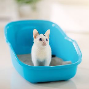 Claire’s top tips for litter training your kitten