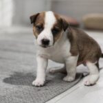 Toilet training and basic commands – what your puppy needs to know