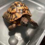 Veterinary Surgeon Darren gives top advice on tortoise hibernation