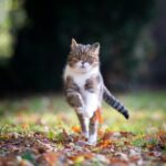 Help your pets sail through autumn in Surrey with these tips