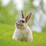 5 tips from Alpha Vets for keeping your rabbit’s heart healthy