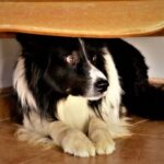 Molesey Vets: Does your dog have a noise phobia?