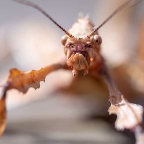 Learn about some of the more unusual pets we see at Molesey Vets