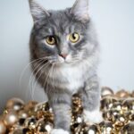Read Alpha Vets’ guide to Christmas cat safety