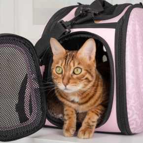 Top advice for Greater London cat owners on choosing a cattery for your 2024 holiday