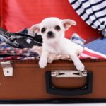 Booking an early bird holiday? Get prepared with Darren’s dog travel tips