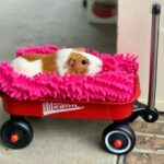 Vets in Teddington advise how to travel safely with small furry pets