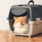 Struggling to get your cat into their carrier? Molesey Vets’ tips will help