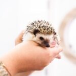 Ringing in the New Year with Exotic Hedgehogs: Get advice from our Vet Darren