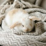 Vet Darren Partridge gives advice on vital winter rabbit care