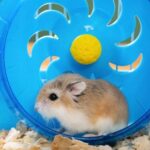 Learn how to exercise your small furry pets with Claygate Vets
