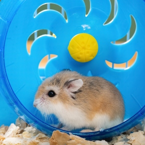 Learn how to exercise your small furry pets with Claygate Vets