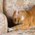 Molesey Vets’ advice to reduce furniture damage from your cat