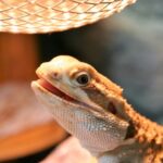 Hypothermia in reptiles – how to spot and prevent it