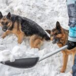 Emergency preparation for pet owners in Surrey