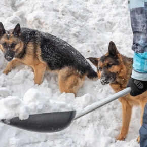 Emergency preparation for pet owners in Surrey
