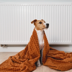 Is winter heat stroke in dogs a real thing?