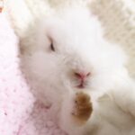 Is your rabbit too cold this winter?