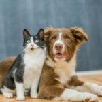 Is bad breath normal or does my pet need to see a vet dentist?