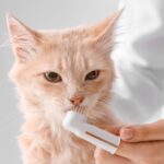 Get Alpha Vets’ guide to feline dental care