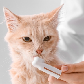 Get Alpha Vets’ guide to feline dental care