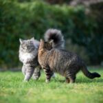 Why cat owners in Greater London should choose cat neutering
