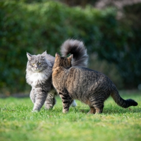 Why neutering is the responsible choice for cat owners in Surrey