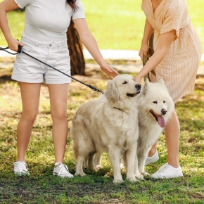 The importance of dog neutering as puppy season approaches