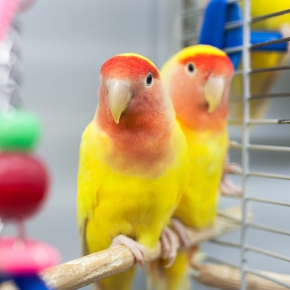 Our Love Language: How to care for your Lovebirds this spring