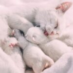 Caring for your cat when she’s carrying kittens