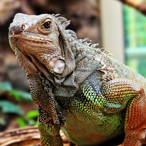 Why Darren recommends exotic pet microchipping