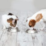 Perks of getting pet nutrition right with Molesey Vets