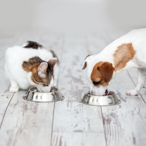 Perks of getting pet nutrition right with Molesey Vets