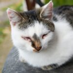 Understanding Cat Leukaemia: facts, symptoms and prevention