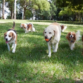 Vets in Molesey share vital vaccination advice for dog owners