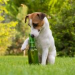 Alpha Vets on spring gardening safety for dog owners