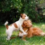 Vets in Claygate share vital vaccination advice for dog owners