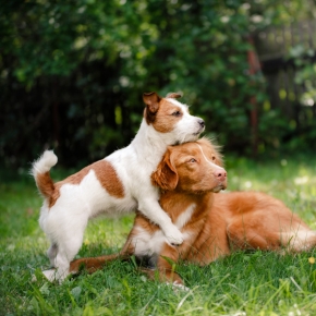 Vets in Claygate share vital vaccination advice for dog owners