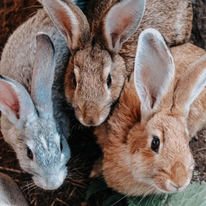 Claygate Vets answer: Should I vaccinate my rabbit?