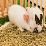 8 steps to the best outdoor rabbit run with Molesey Vets