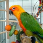 Feathered Friends: Caring for pet birds this spring in Surrey