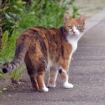 5 cat emergencies to get ahead of this spring