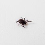 Tick Alert: Why check your dog regularly