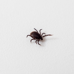 Tick Alert: Why check your dog regularly