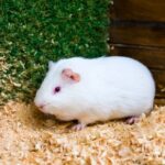Flystrike prevention for rabbits and guinea pigs