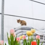 Five cat emergencies to watch out for this spring