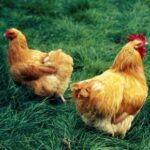Darren Partridge explains how to care for chickens at home