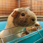 Darren discusses fly strike prevention for rabbits and guinea pigs